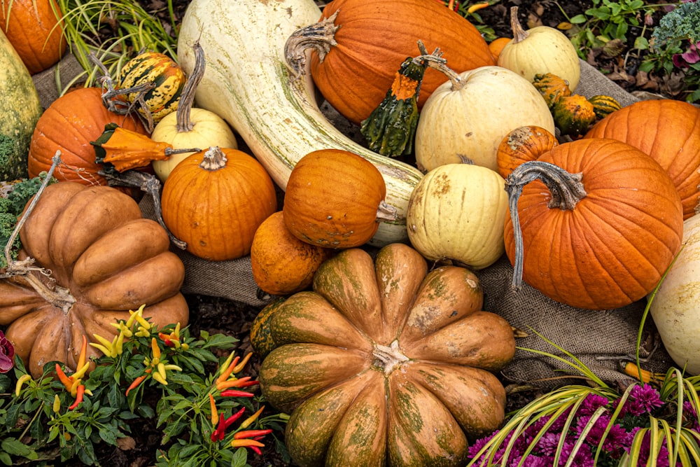 a pile of pumpkins and gourds sitting on the ground