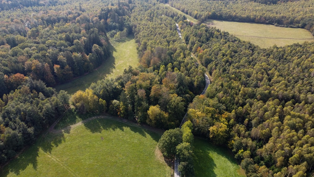 an aerial view of a lush green forest