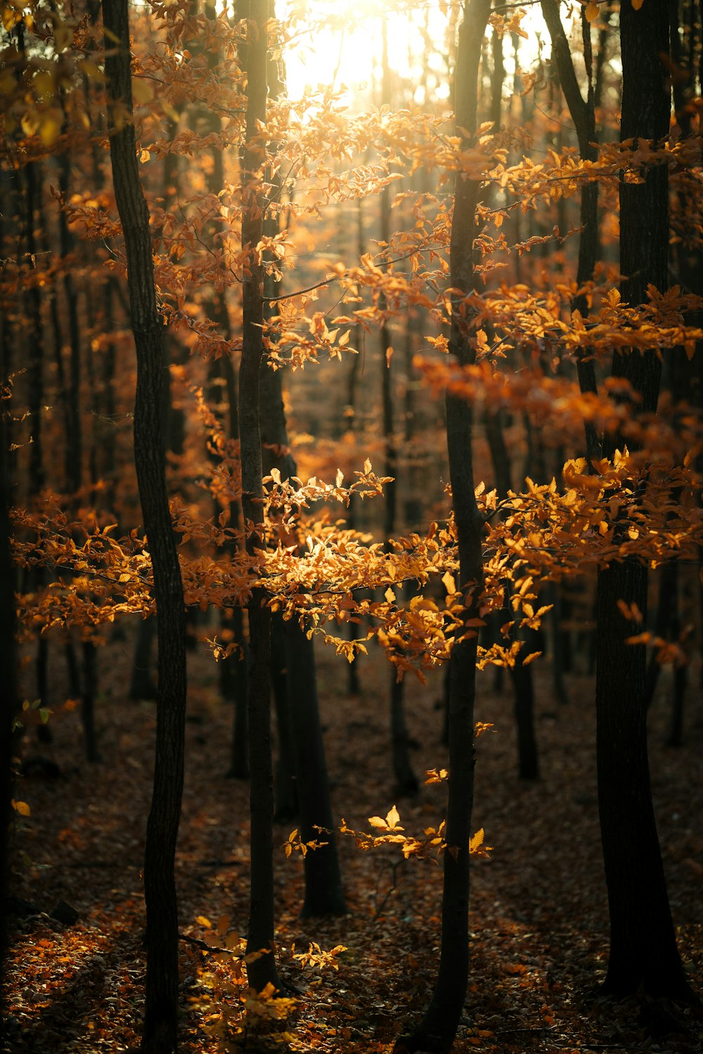 a forest filled with lots of trees covered in leaves