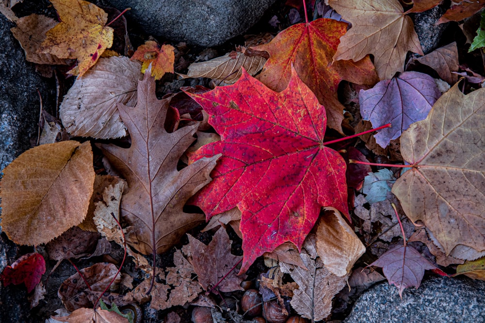 a red leaf laying on top of a pile of leaves