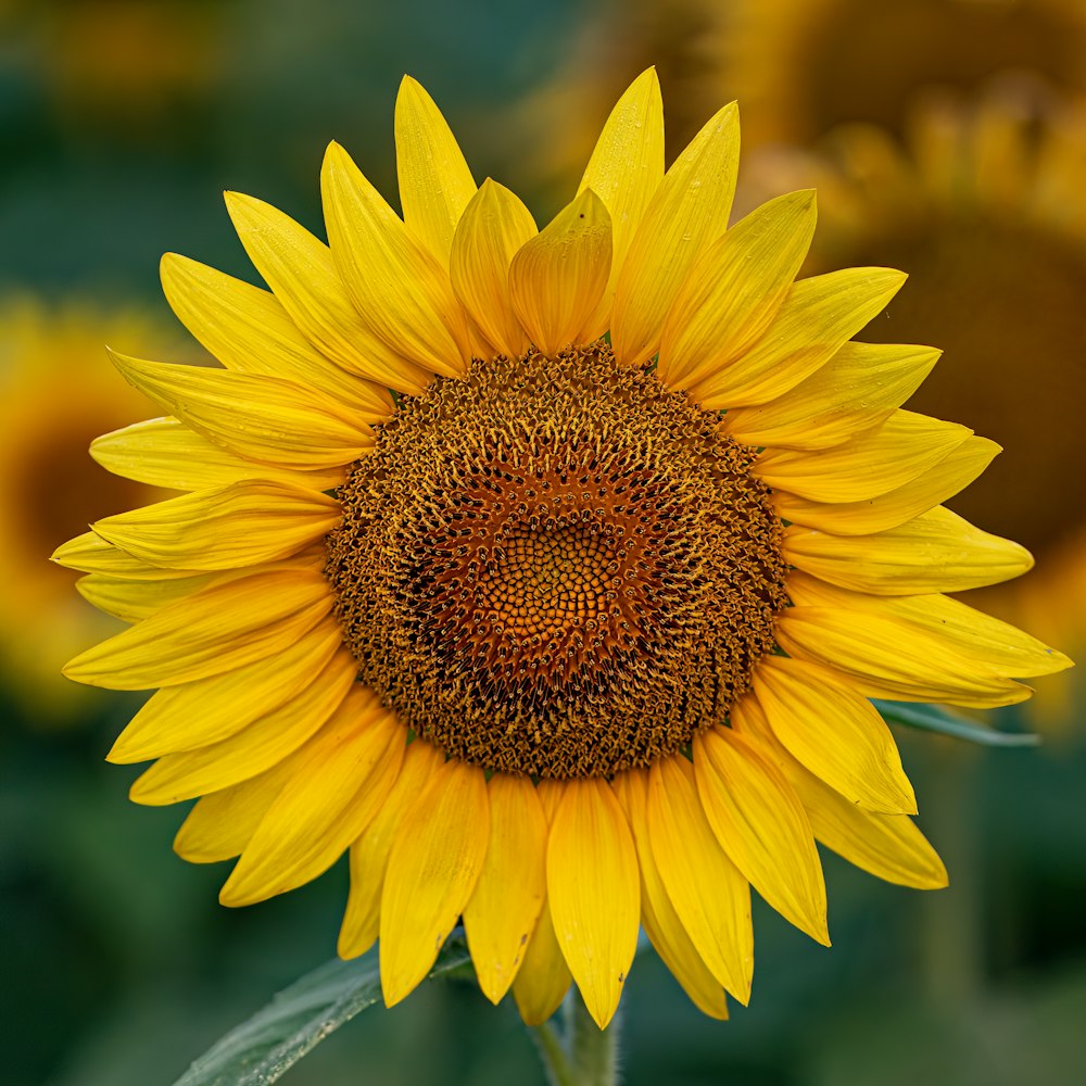a large yellow sunflower in a field of sunflowers