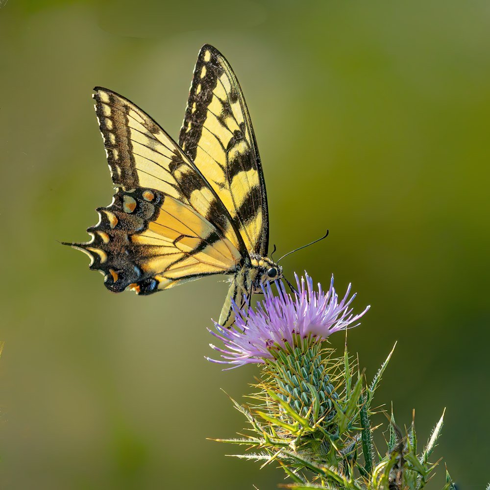 a yellow and black butterfly sitting on a purple flower