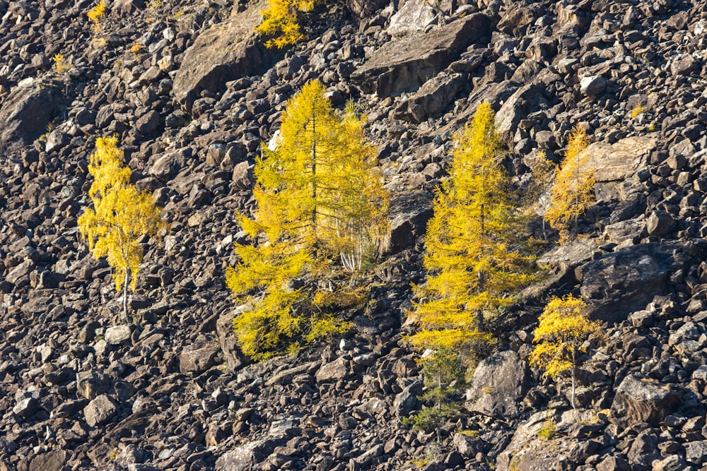 a group of yellow trees sitting on top of a rocky hillside