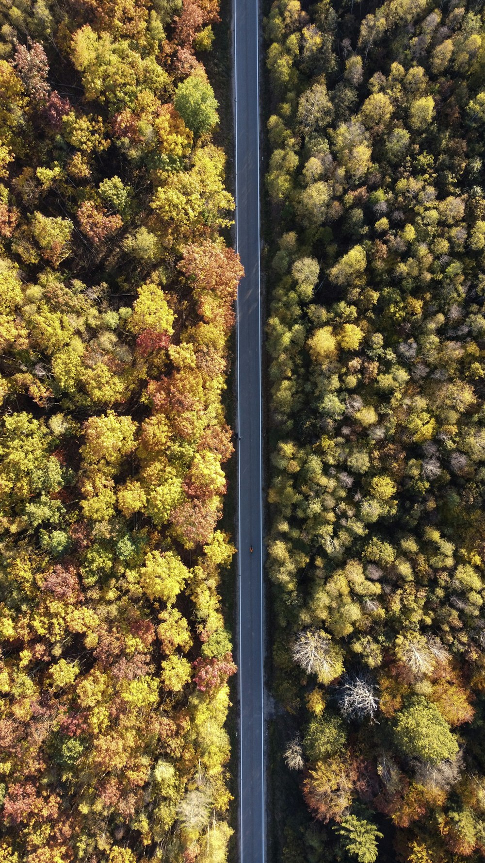 an aerial view of a road surrounded by trees