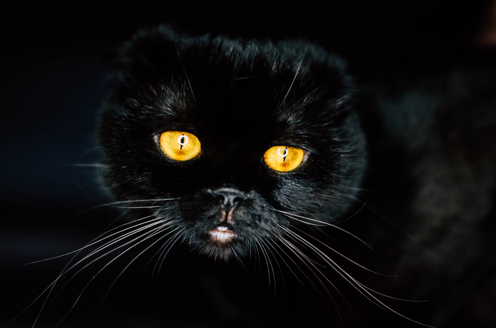 Nahaufnahme einer schwarzen Katze mit gelben Augen
