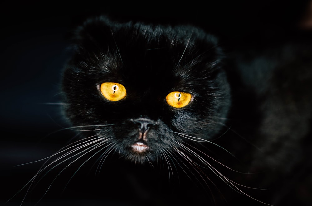 Gros plan d’un chat noir aux yeux jaunes