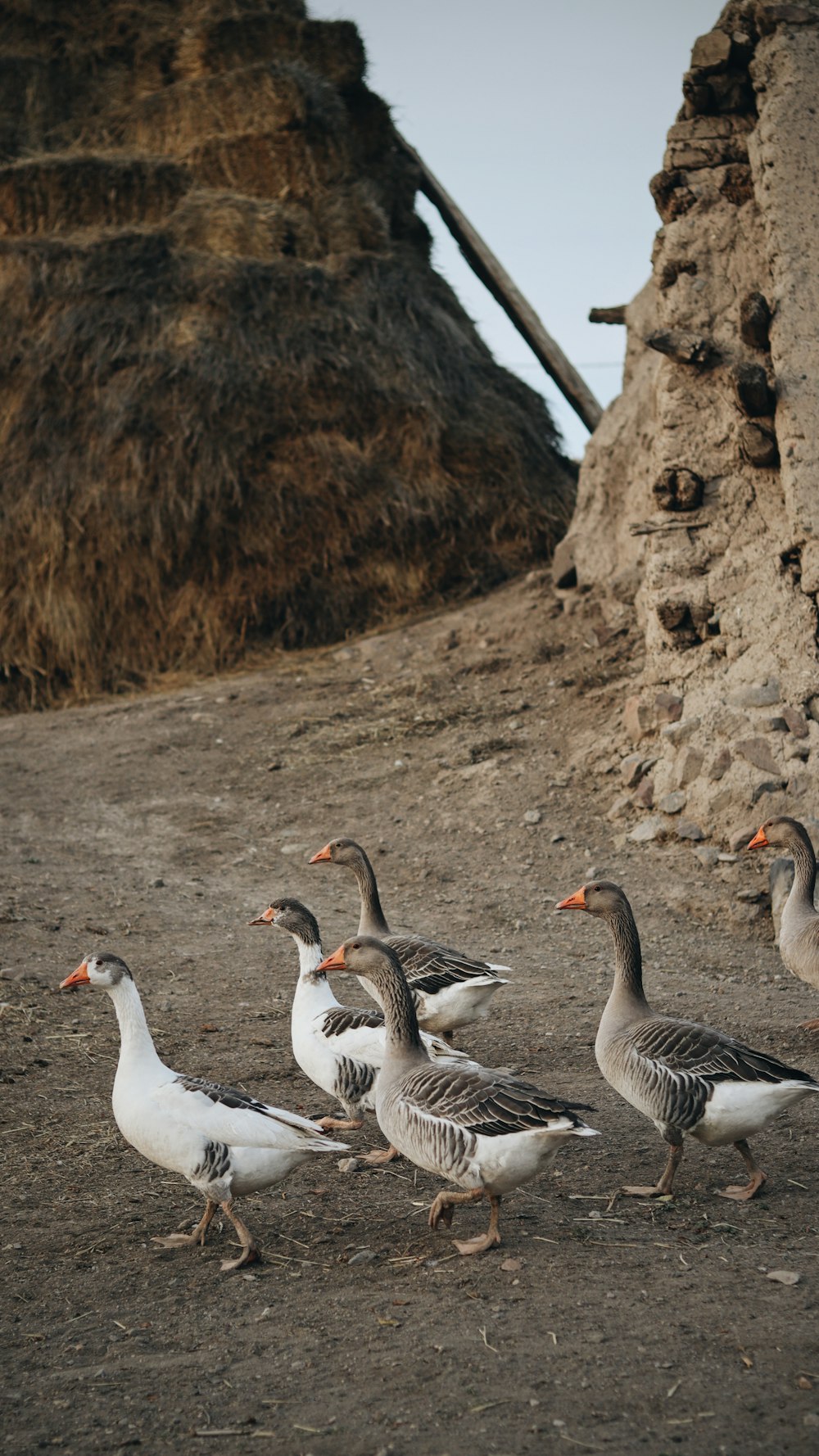 a flock of birds walking across a dirt field