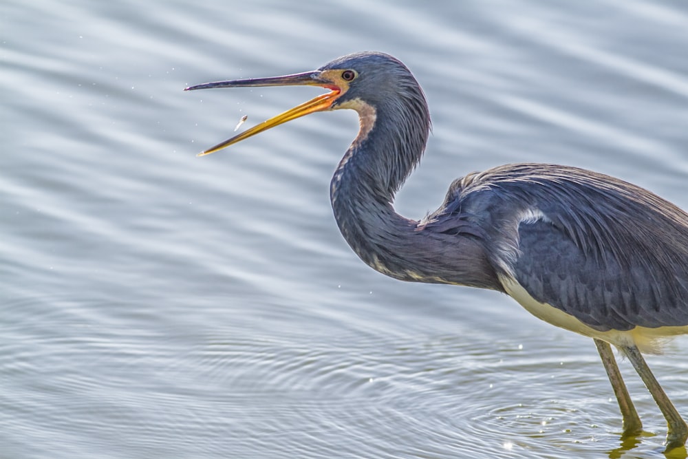 a bird with a long beak standing in the water