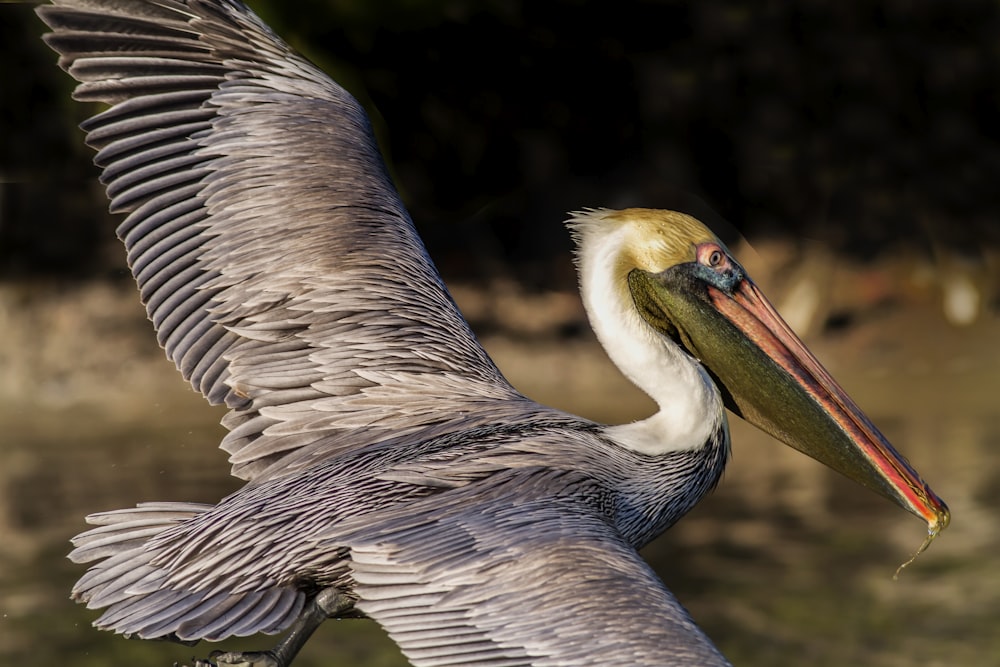 a large bird with a long beak flying through the air