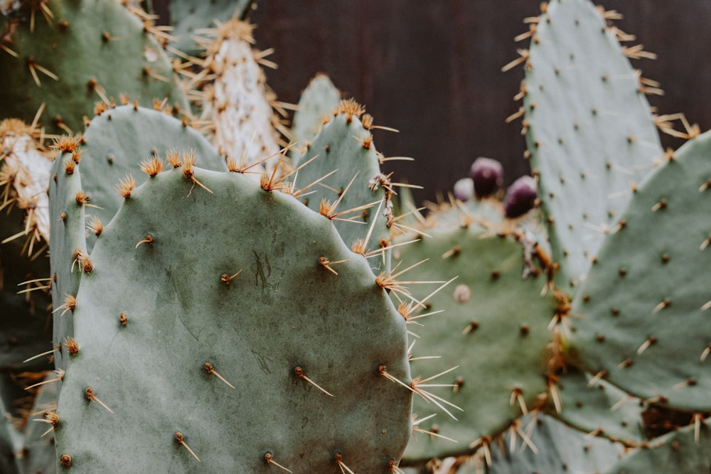 a close up of a cactus plant with lots of leaves