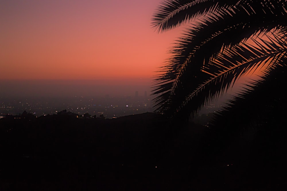 a palm tree is silhouetted against a sunset