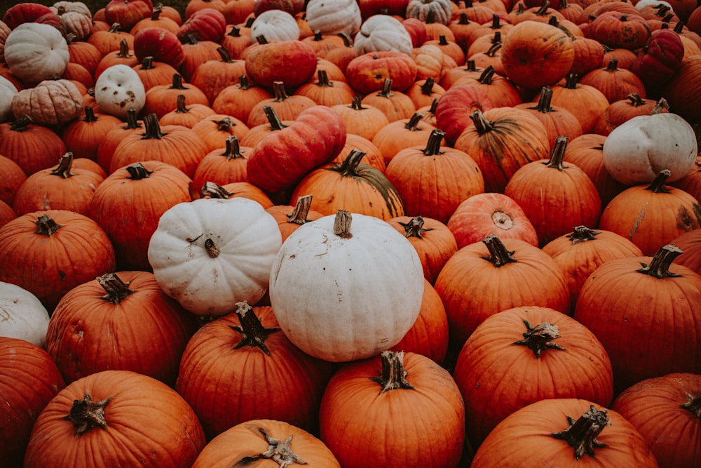 beaucoup de citrouilles qui sont assises ensemble