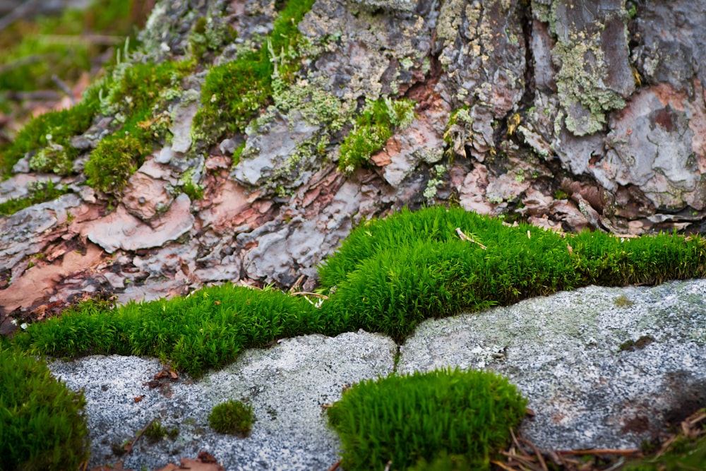 moss growing on a rock near a tree