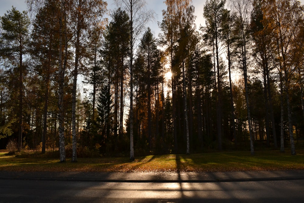 the sun is shining through the trees in the forest