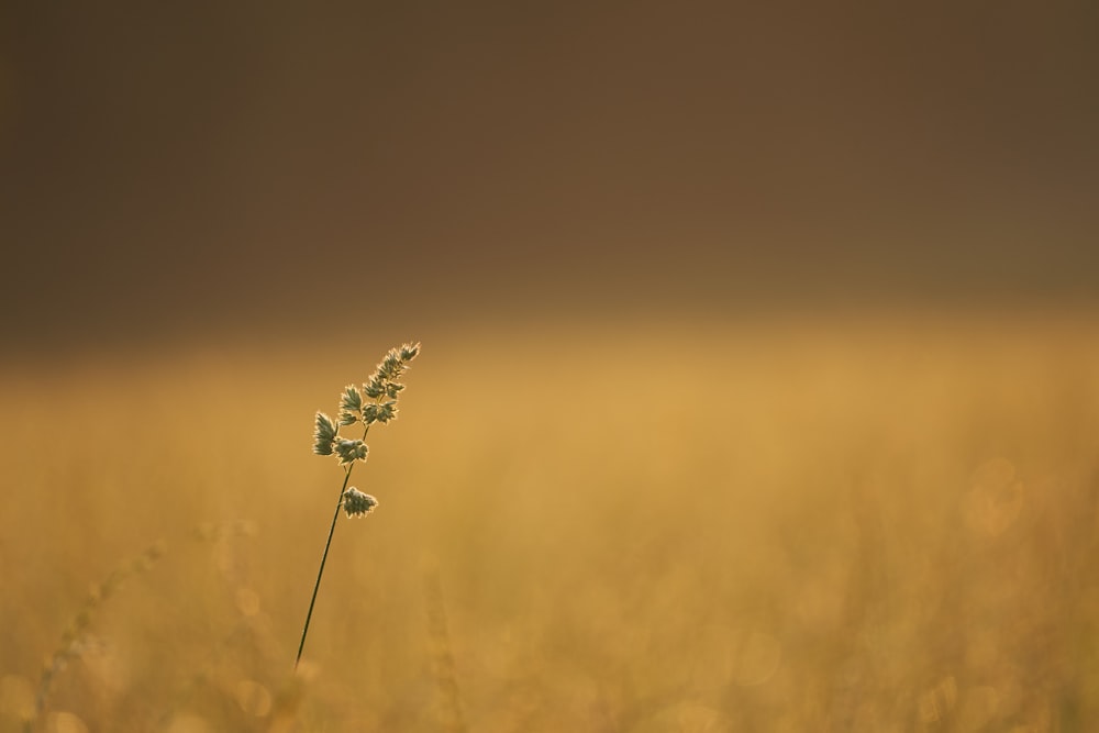 a small plant in the middle of a field