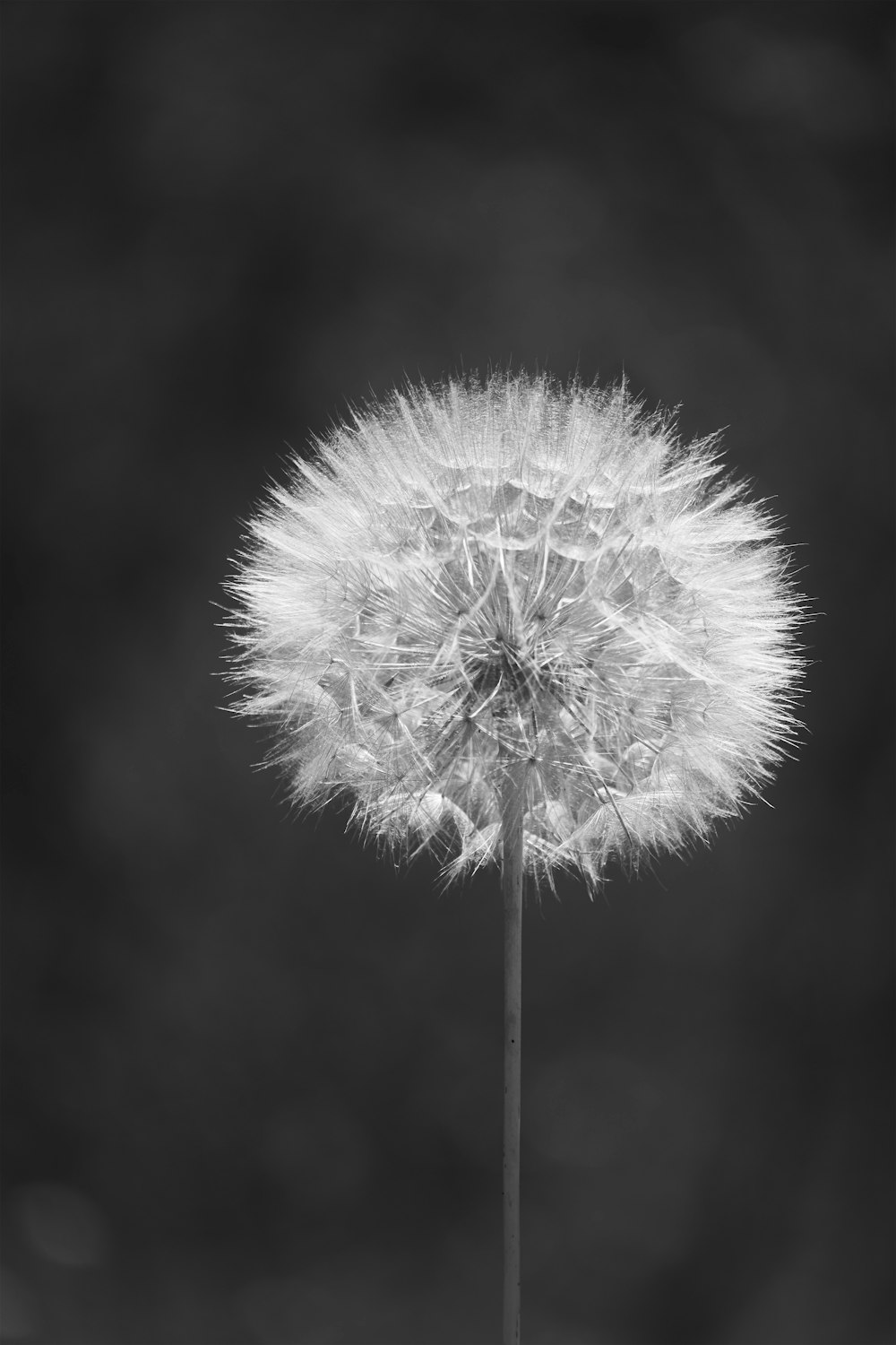 a black and white photo of a dandelion