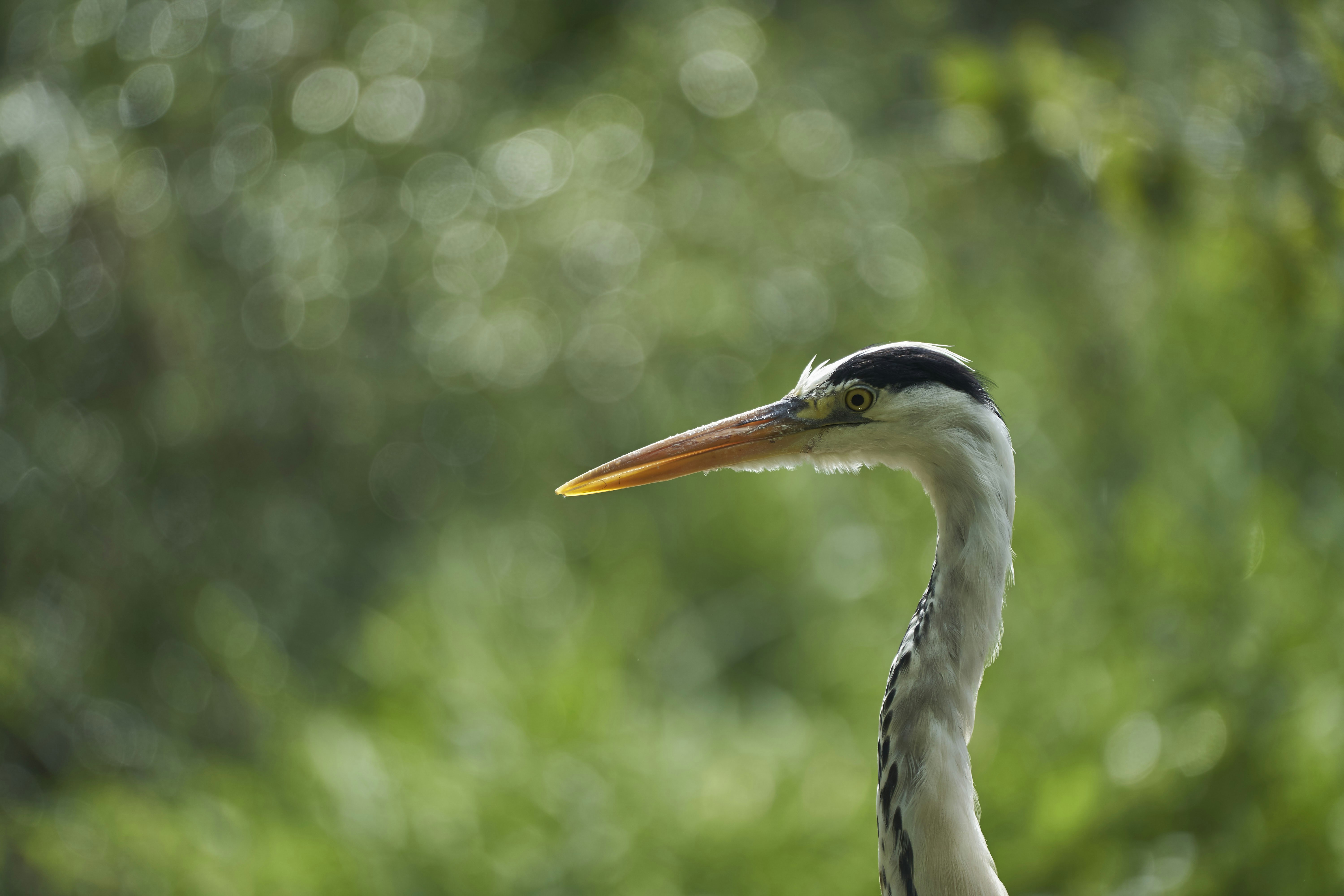 Photo by wolfgang_hasselmann