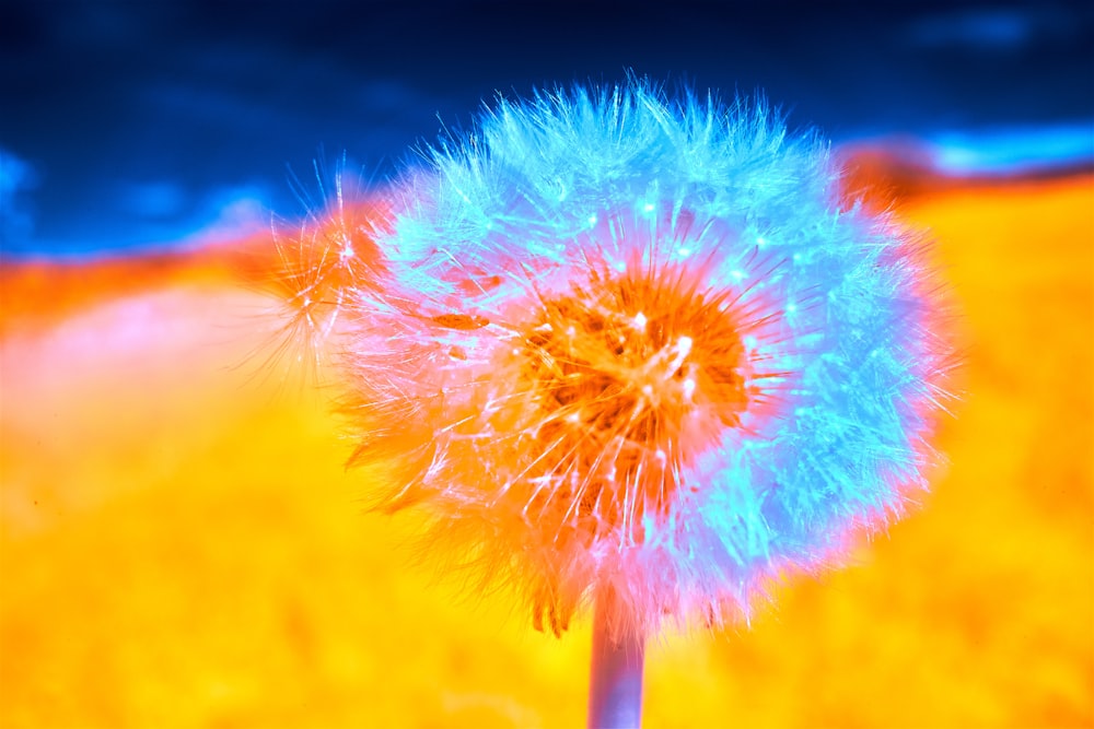 a close up of a dandelion in a field