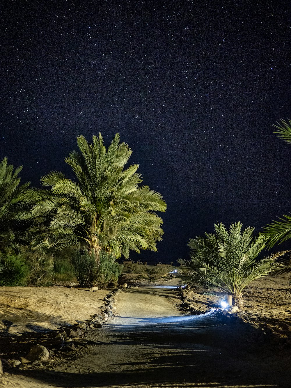 a dirt road with palm trees and a night sky