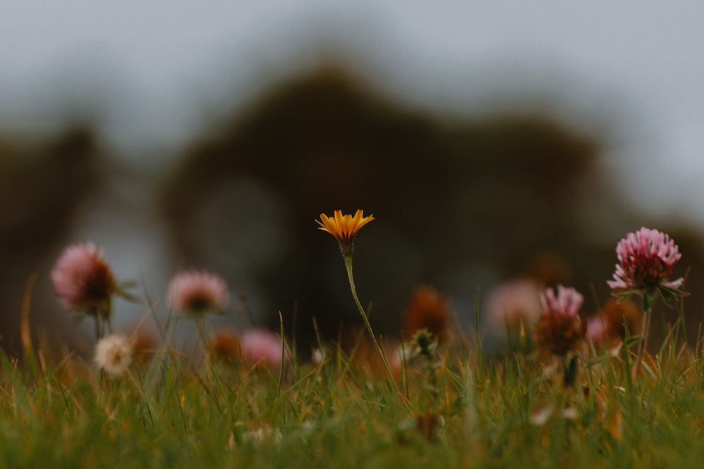 a field of wildflowers with trees in the background