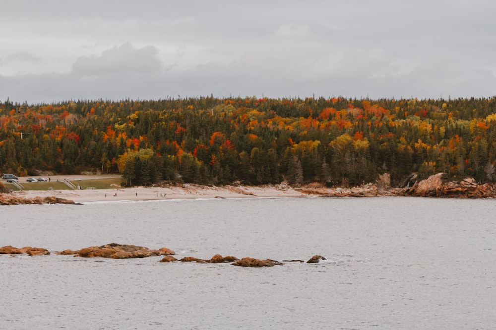 a large body of water surrounded by trees