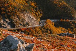 Winding mountain road disappearing into a sea of vibrant fall colors