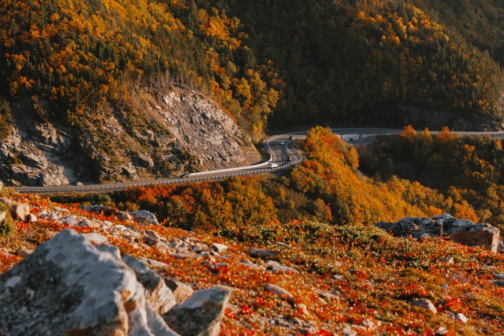 a winding road surrounded by trees and rocks