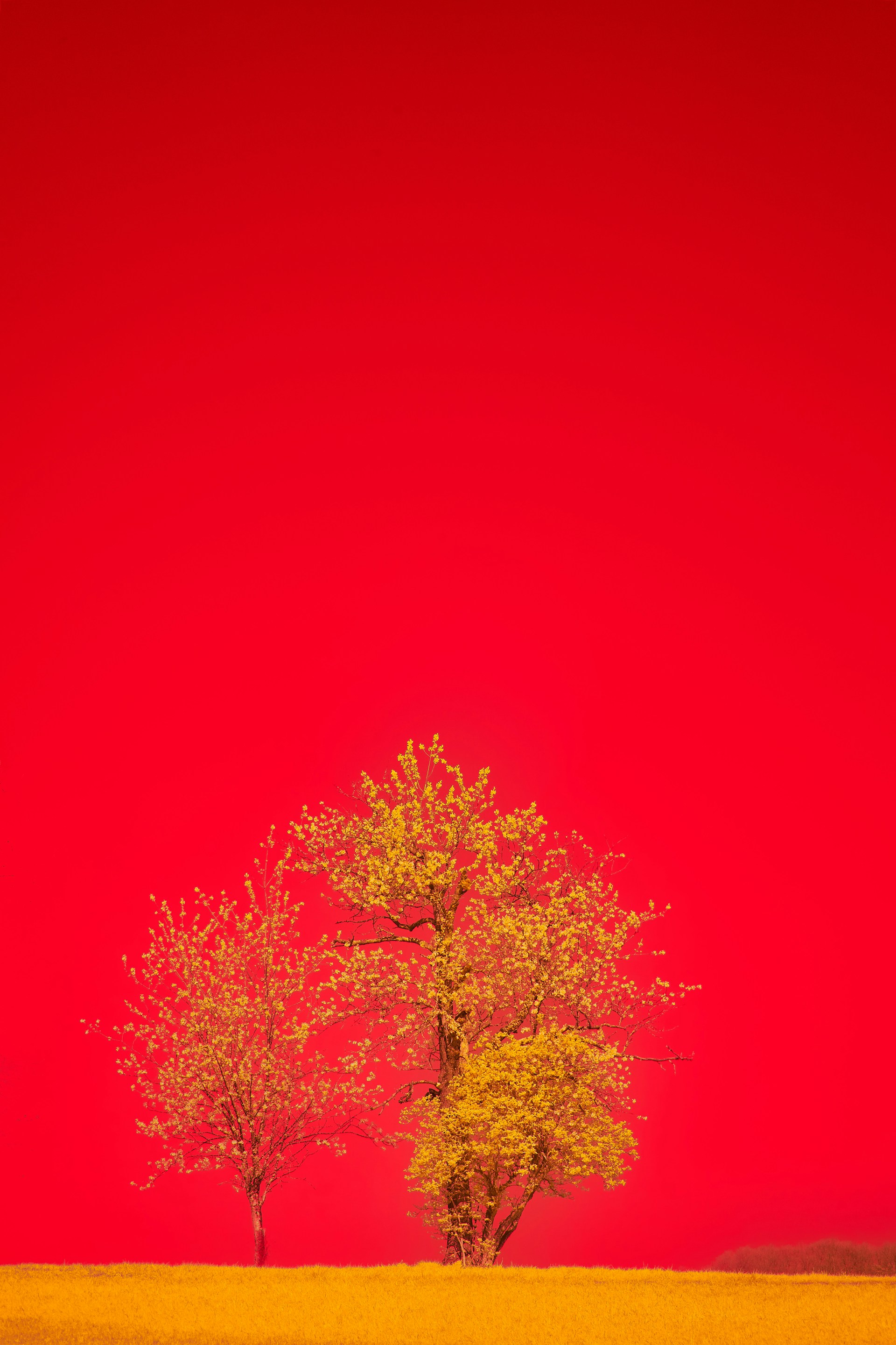 two trees in a field with a red sky in the background