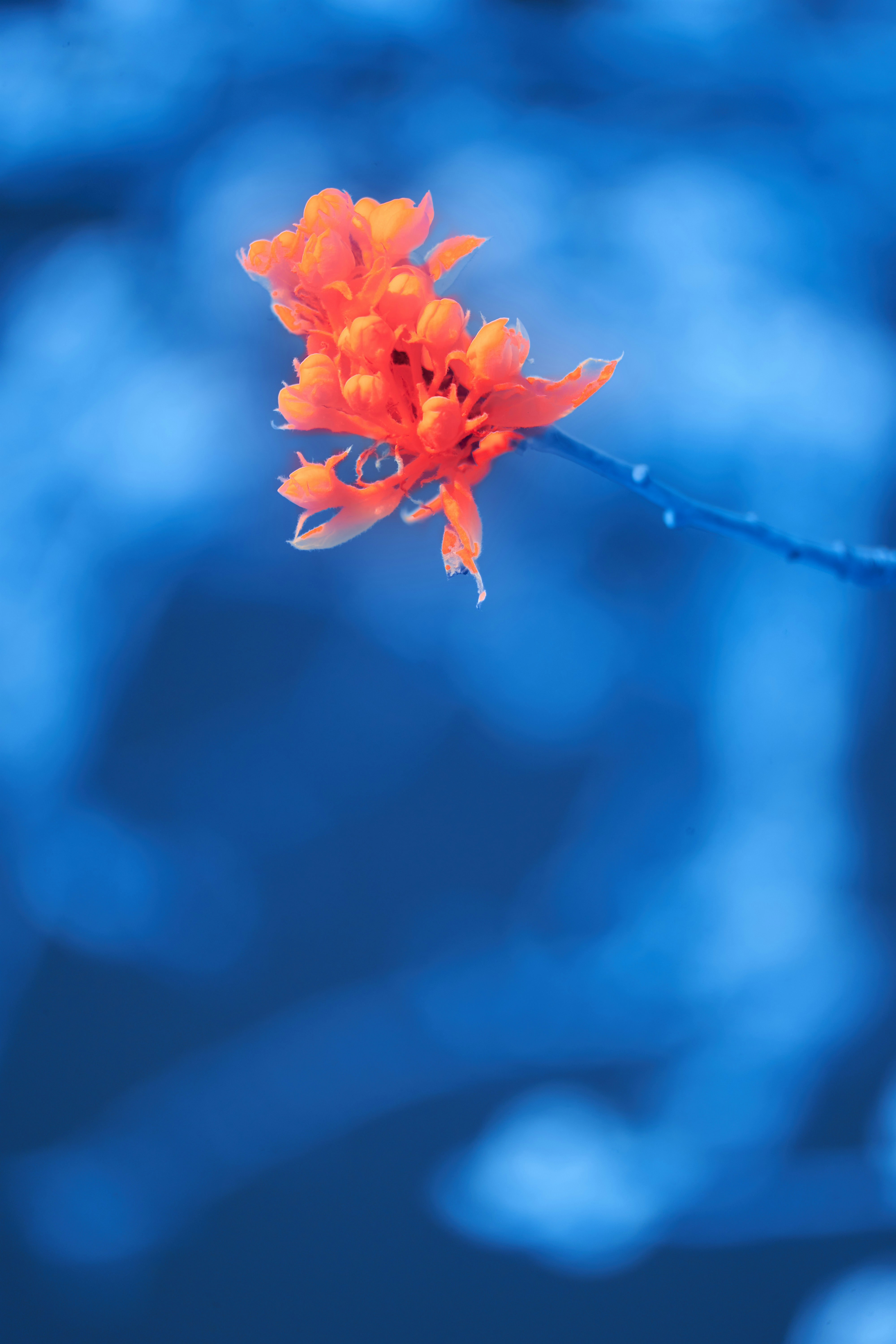 Photo by wolfgang_hasselmann