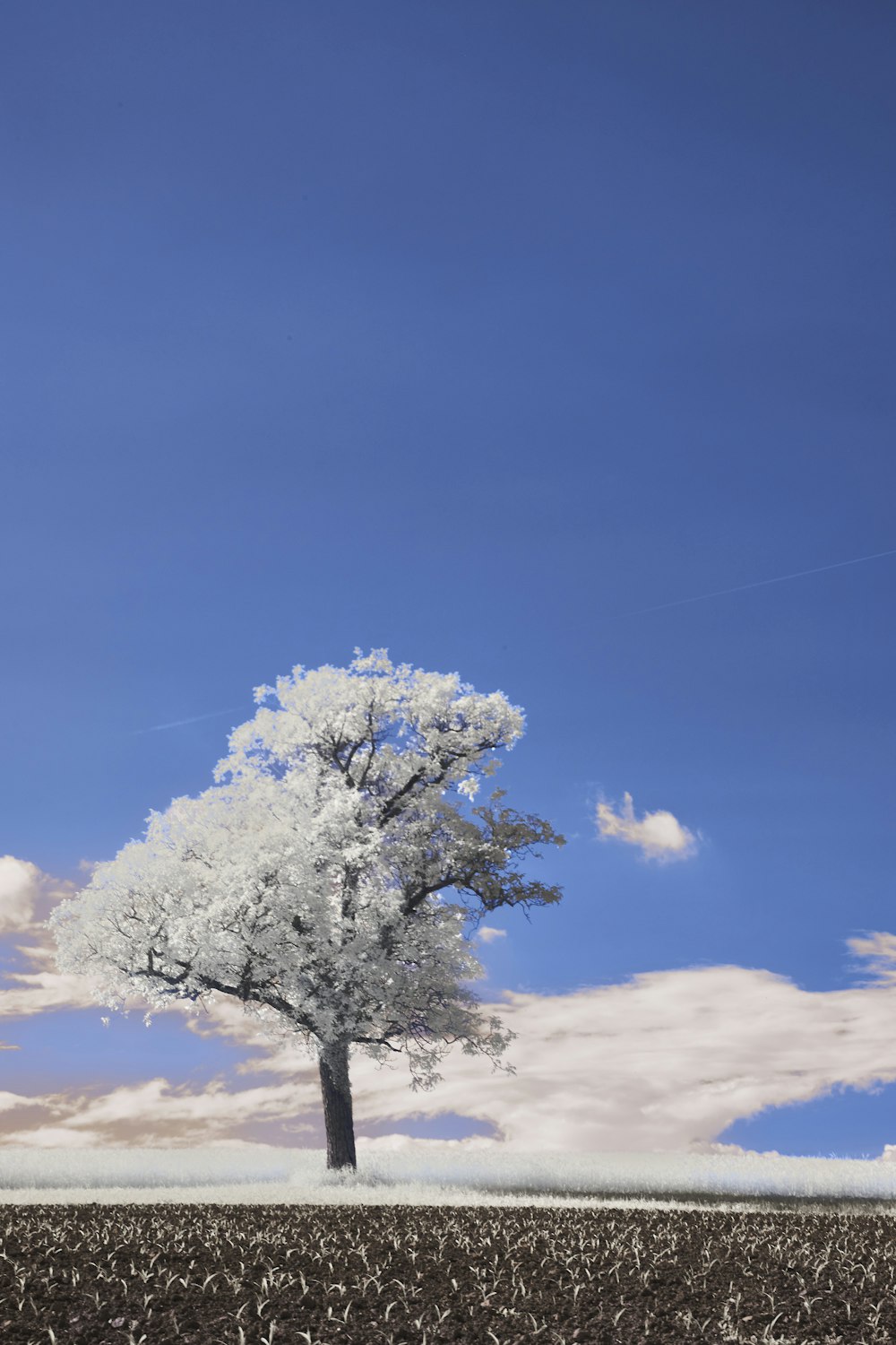 a lone tree in a field with a blue sky in the background