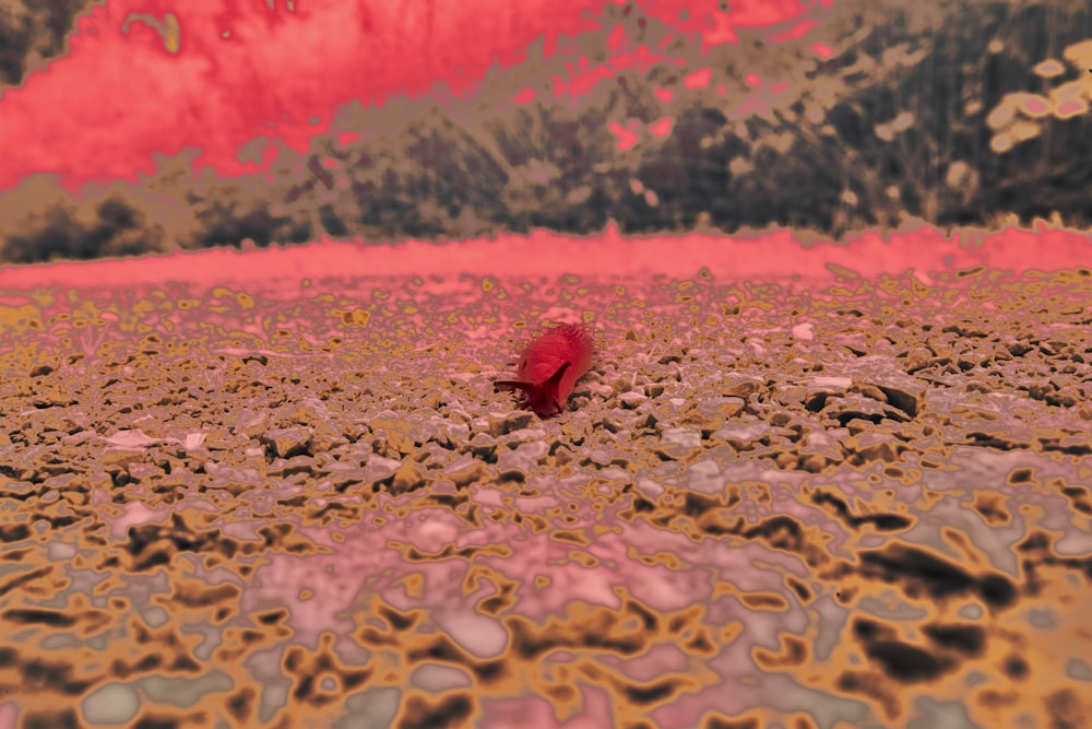 a red bird sitting on top of a sandy beach