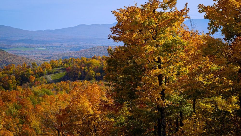 a scenic view of a valley surrounded by trees