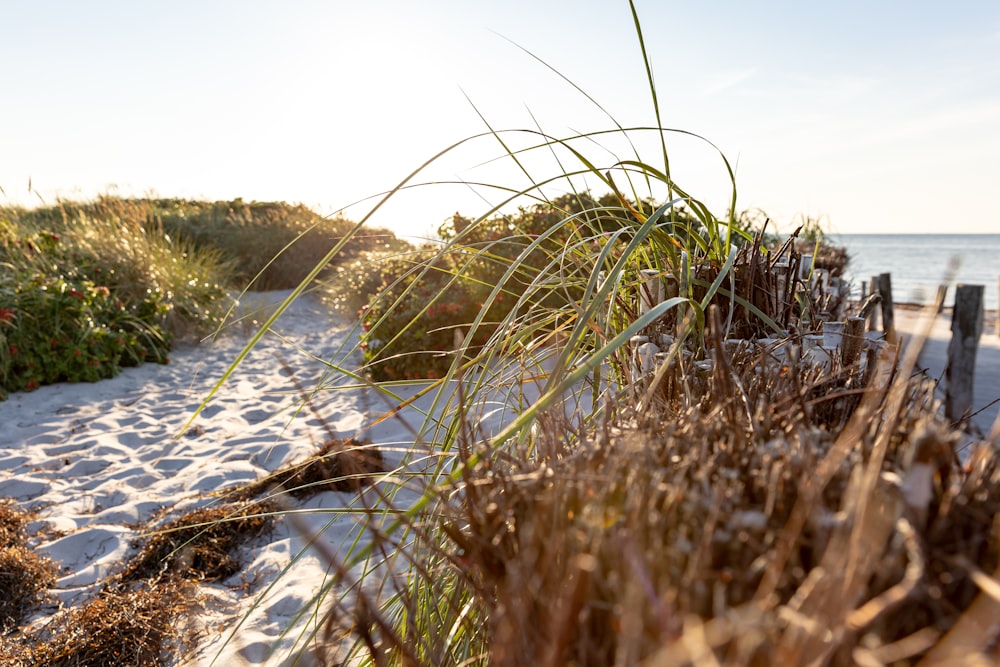 a sandy beach with grass growing on the sand