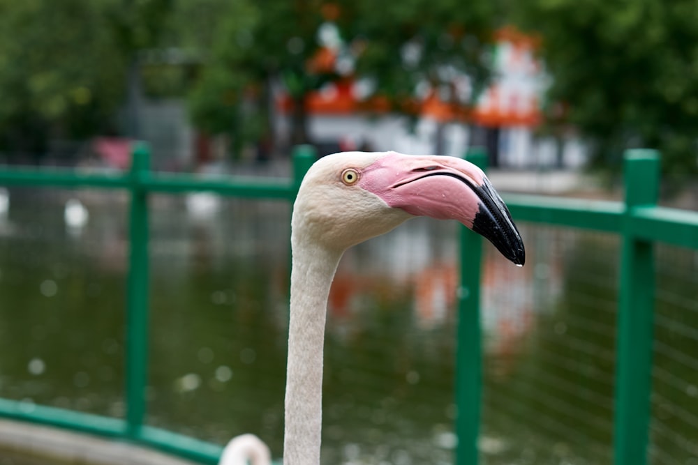 a close up of a flamingo near a body of water
