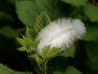 A serene feather resting softly on a bed of green leaves, symbolizing calm and natural healing.