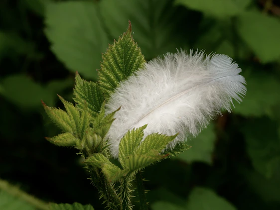 A serene feather resting softly on a bed of green leaves, symbolizing calm and natural healing.