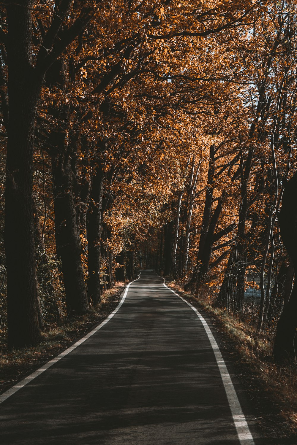 Una strada vuota circondata da alberi con foglie arancioni
