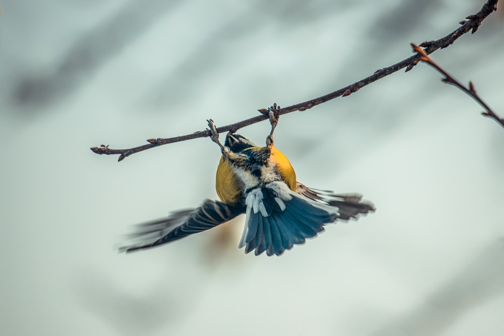 a yellow and blue bird is perched on a branch