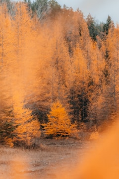 A whimsical forest corner with falling leaves and a warm orange sky at dusk