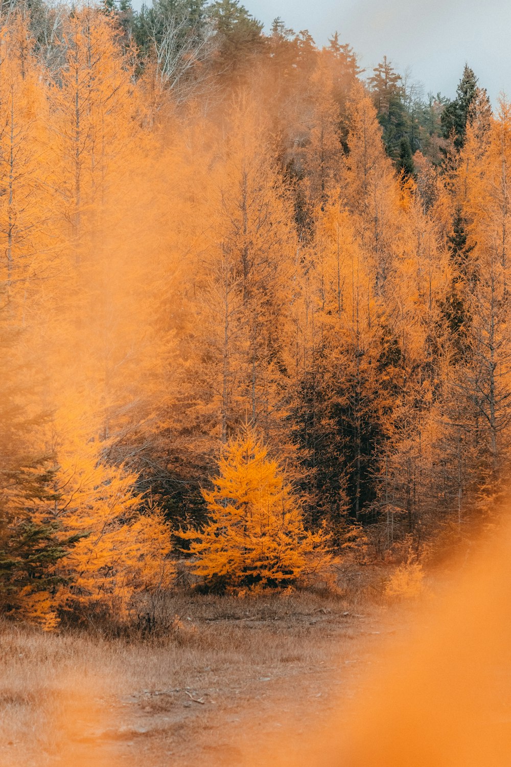 a group of trees with yellow leaves on them