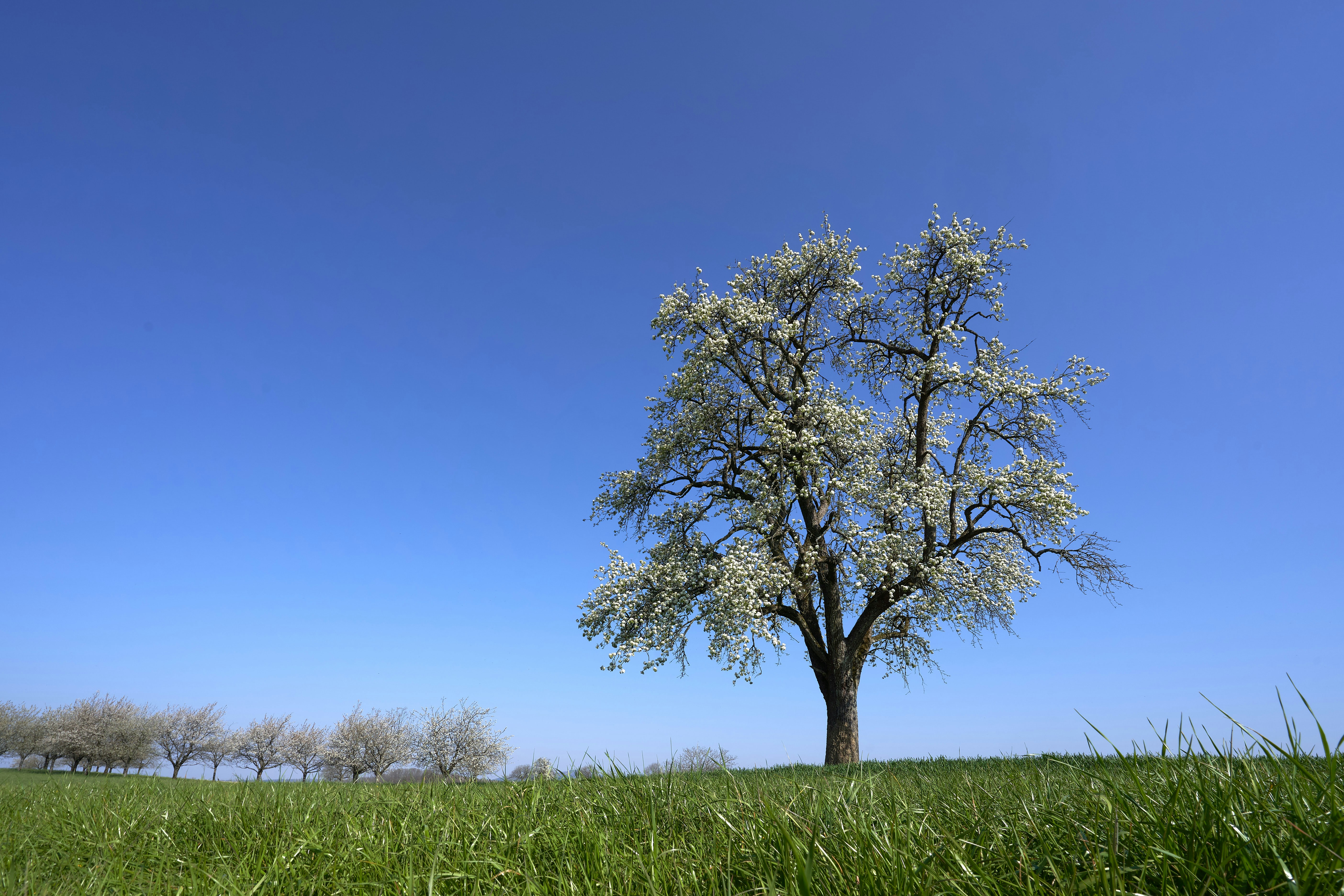 Photo by wolfgang_hasselmann