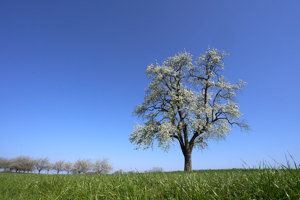 Un arbre solitaire dans un champ herbeux sous un ciel bleu