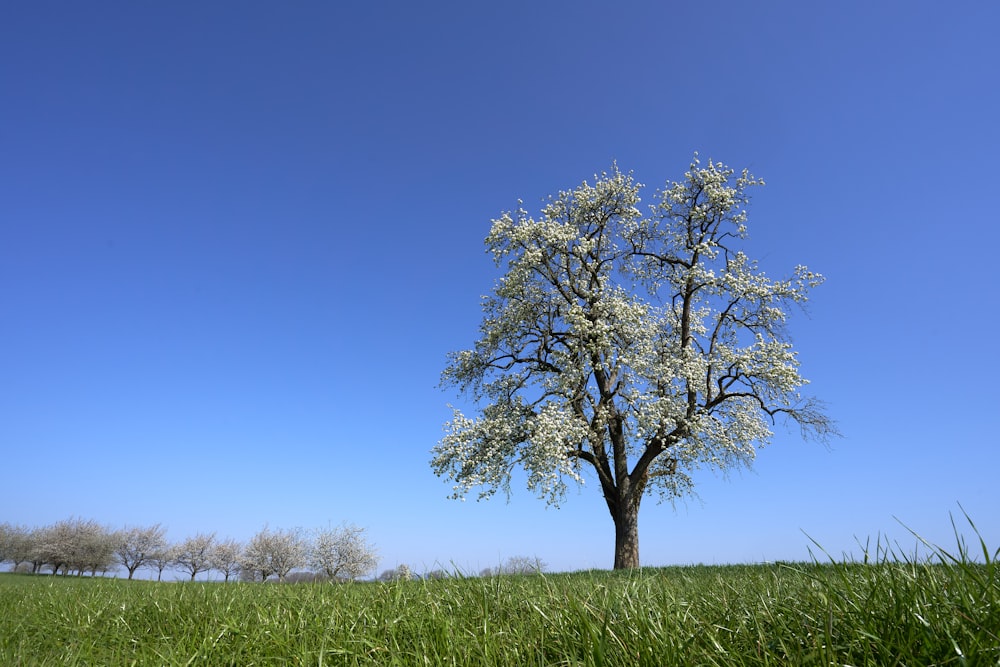 青空の下の草原の一本の木