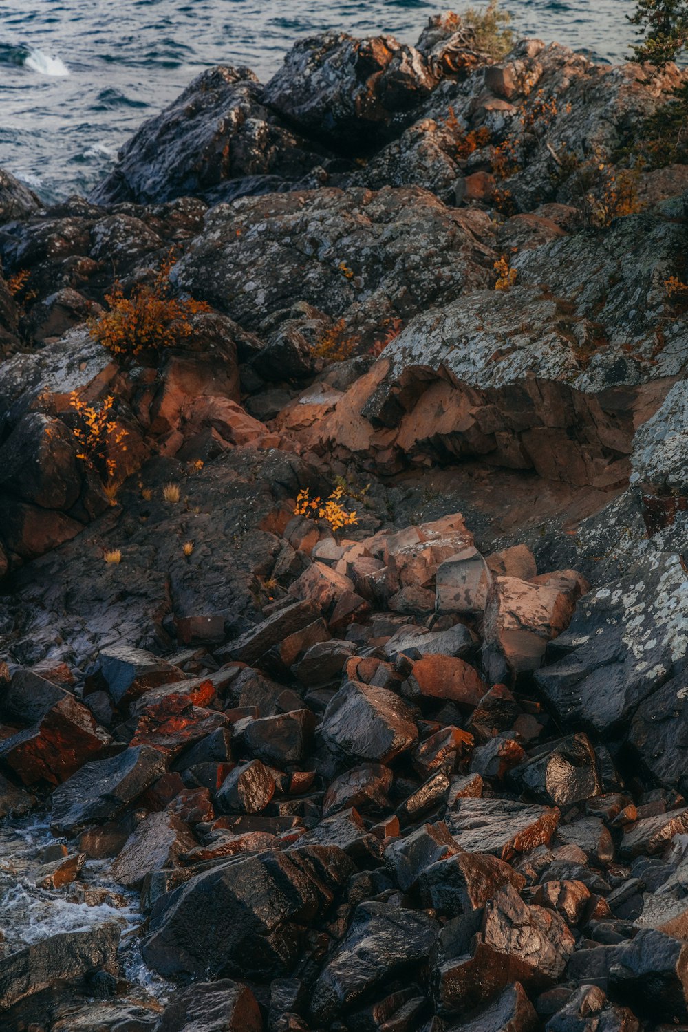 Ein Vogel sitzt auf einem Felsen am Wasser