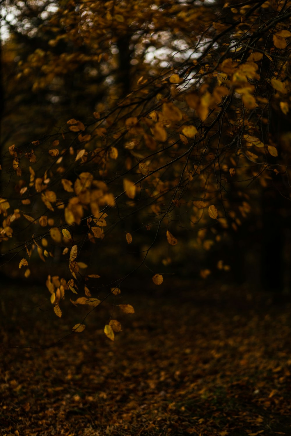 a bench sitting in the middle of a forest