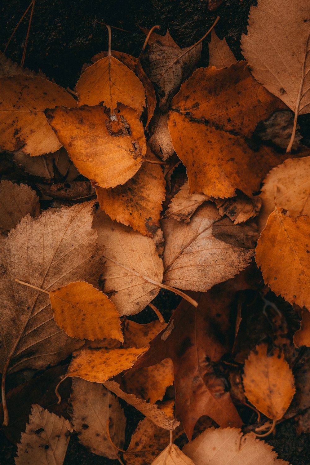 a bunch of leaves that are laying on the ground