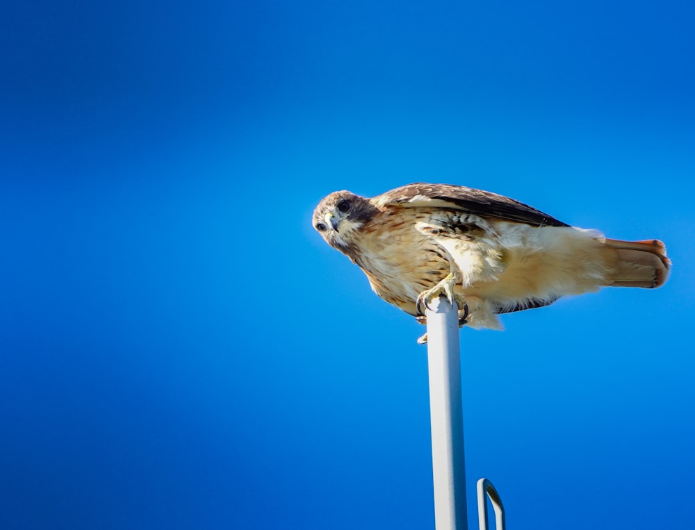 a bird perched on top of a metal pole