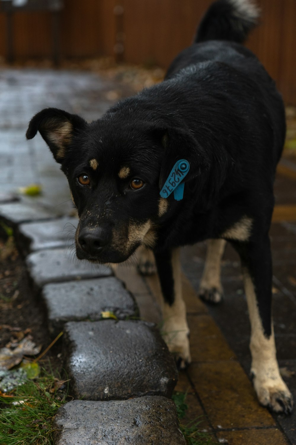 a black and white dog standing on a sidewalk