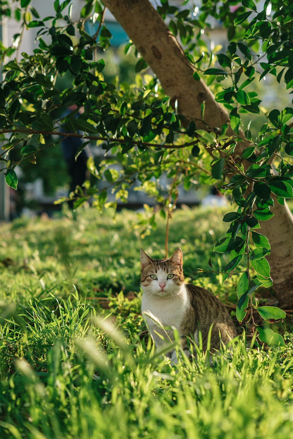 a cat sitting in the grass under a tree