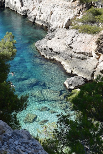 a body of water surrounded by trees and rocks